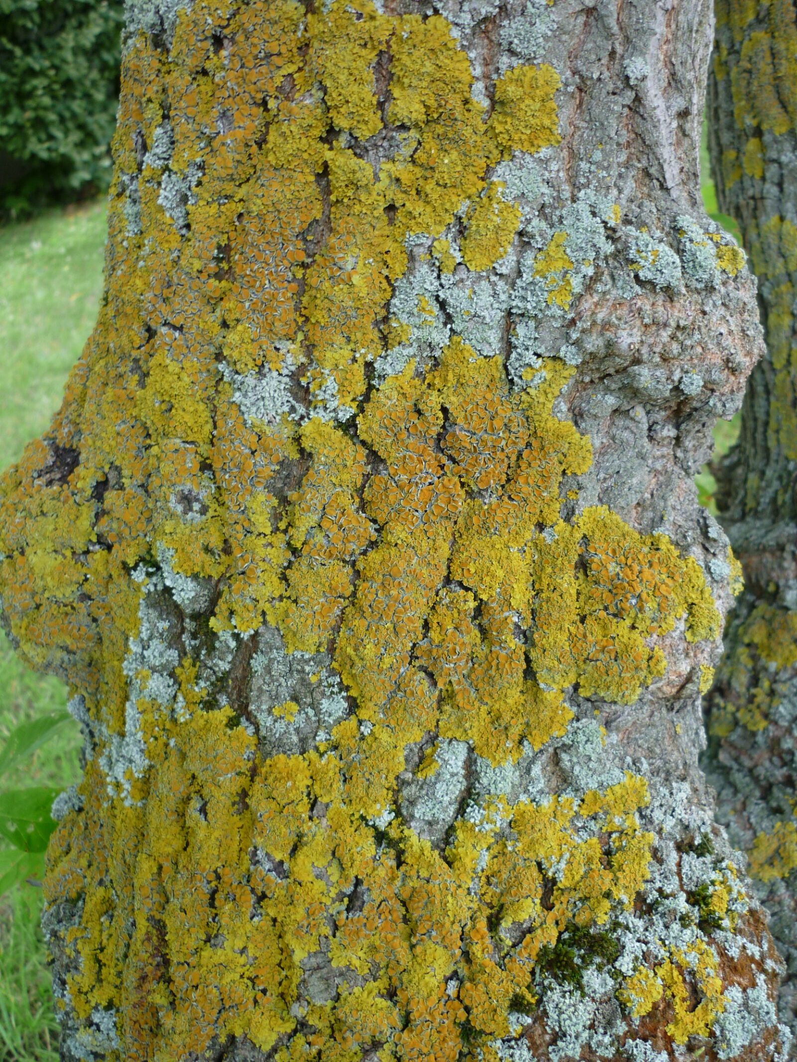 Panasonic Lumix DMC-FS6 sample photo. Lichen, yellow-greenish, stains photography
