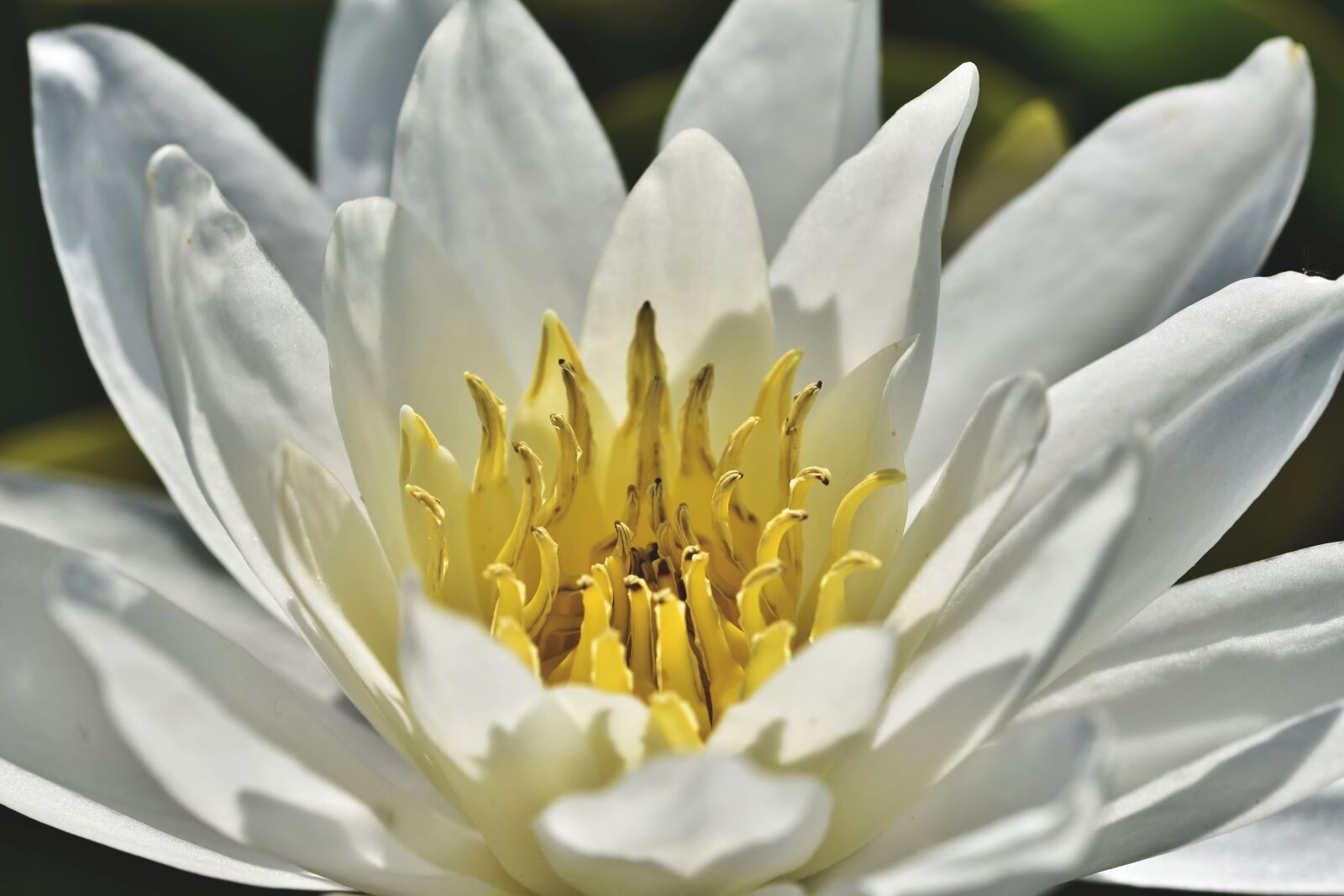 Nikon D7200 sample photo. Water lily, pond, lake photography
