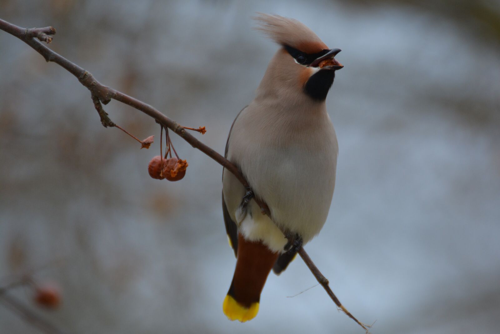 Nikon D5200 sample photo. Birds, animal life, no photography