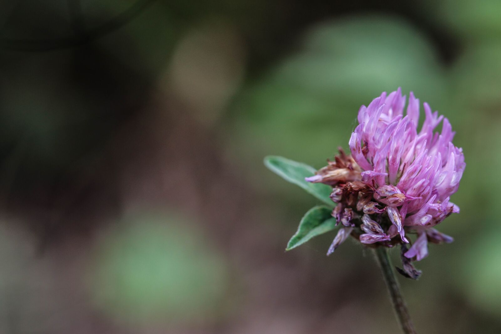 Canon EOS 7D Mark II sample photo. Wildflower, flower, single flower photography