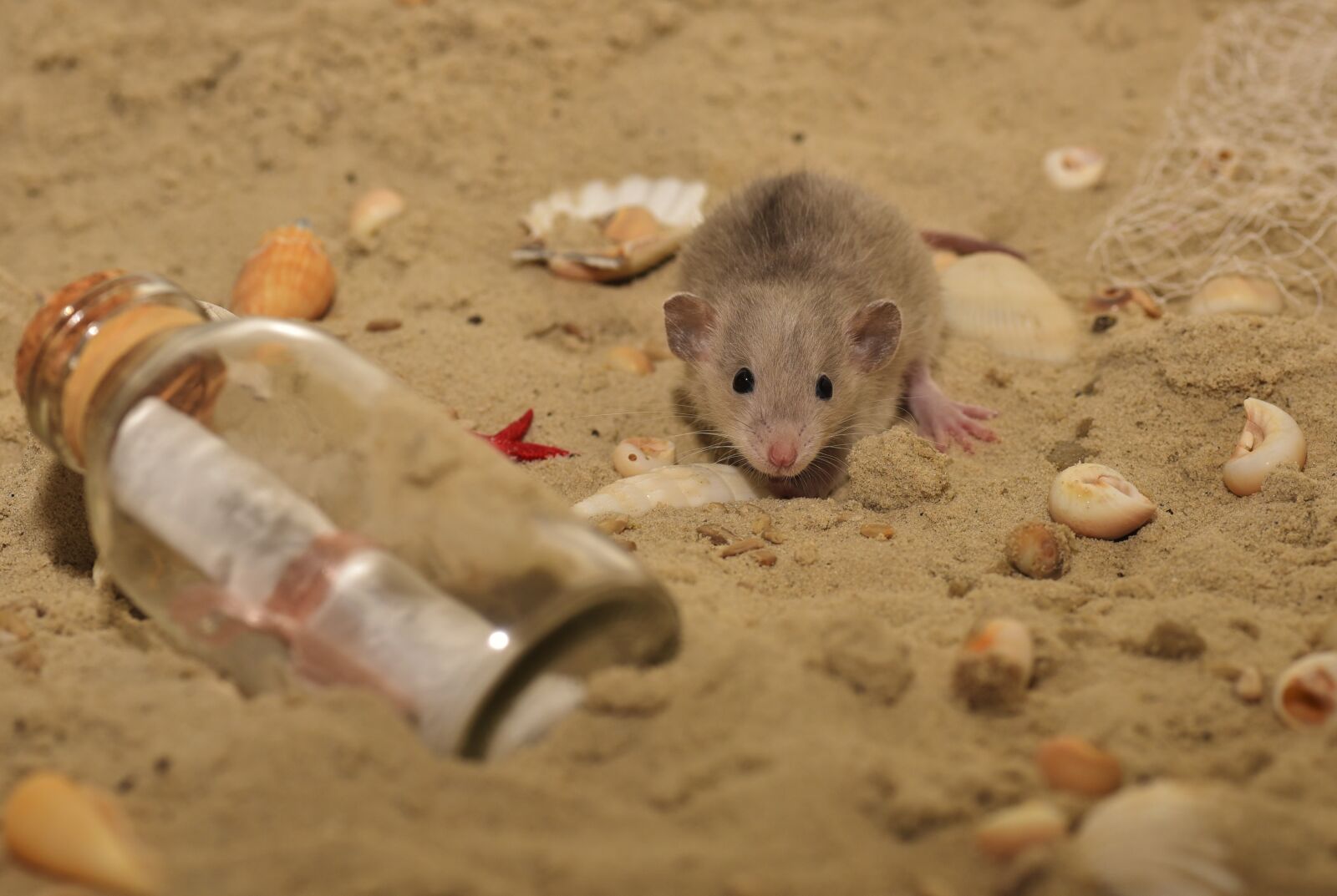 Nikon D750 sample photo. Rat, rodent, animal photography
