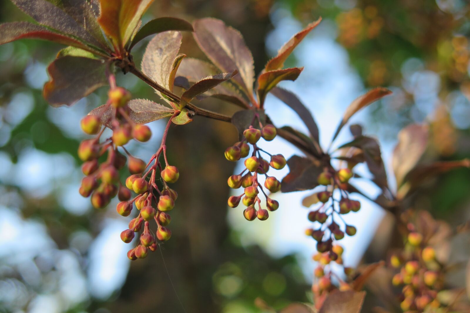 Canon PowerShot G16 sample photo. Barberry, flowers photography