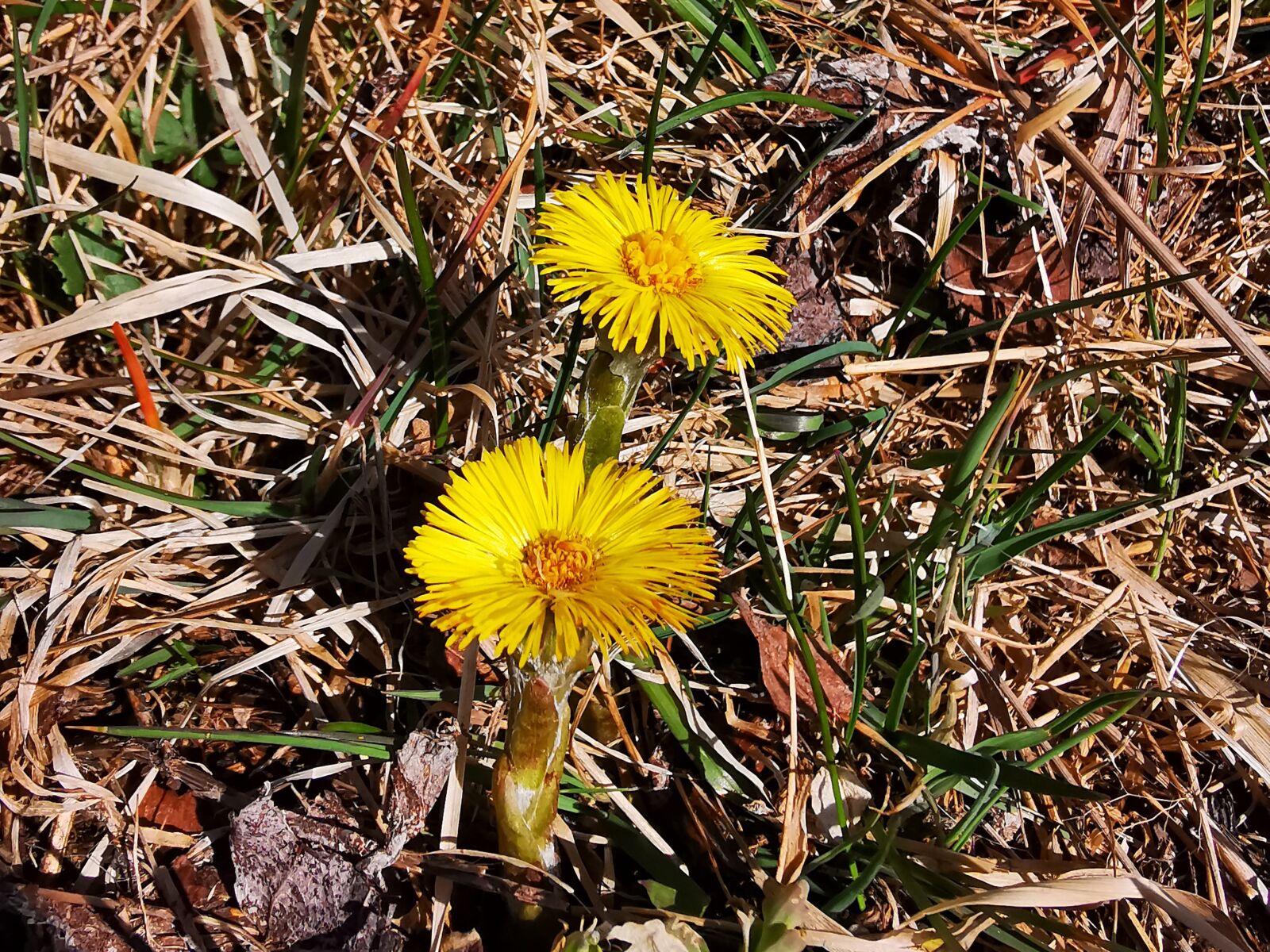HUAWEI P30 Pro sample photo. Tussilago farfara, forest meadow photography