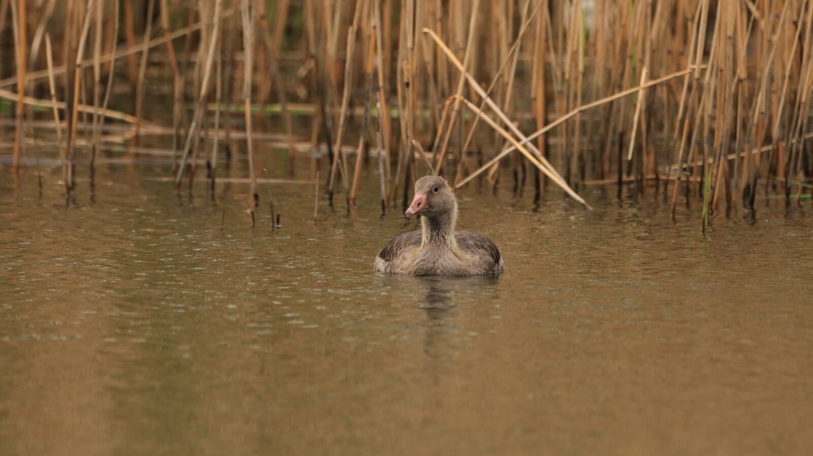 150-600mm F5-6.3 DG OS HSM | Contemporary 015 sample photo. Lake, water bird, nature photography