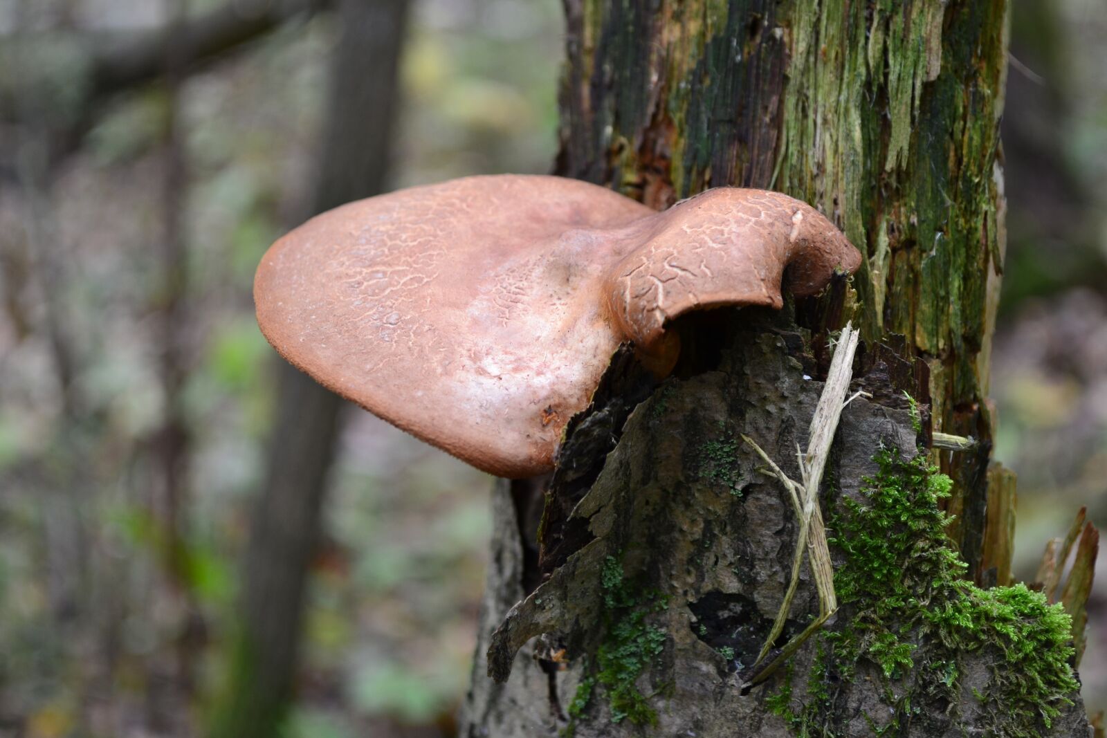 Nikon D3100 sample photo. Forest, mushrooms, autumn photography