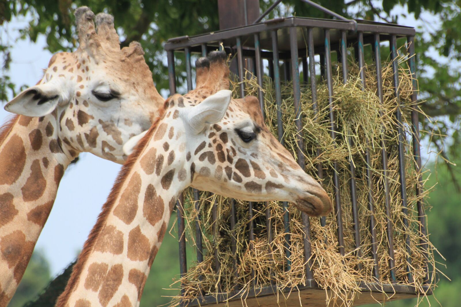 Canon EOS 500D (EOS Rebel T1i / EOS Kiss X3) sample photo. Giraffe, zoo, animal photography