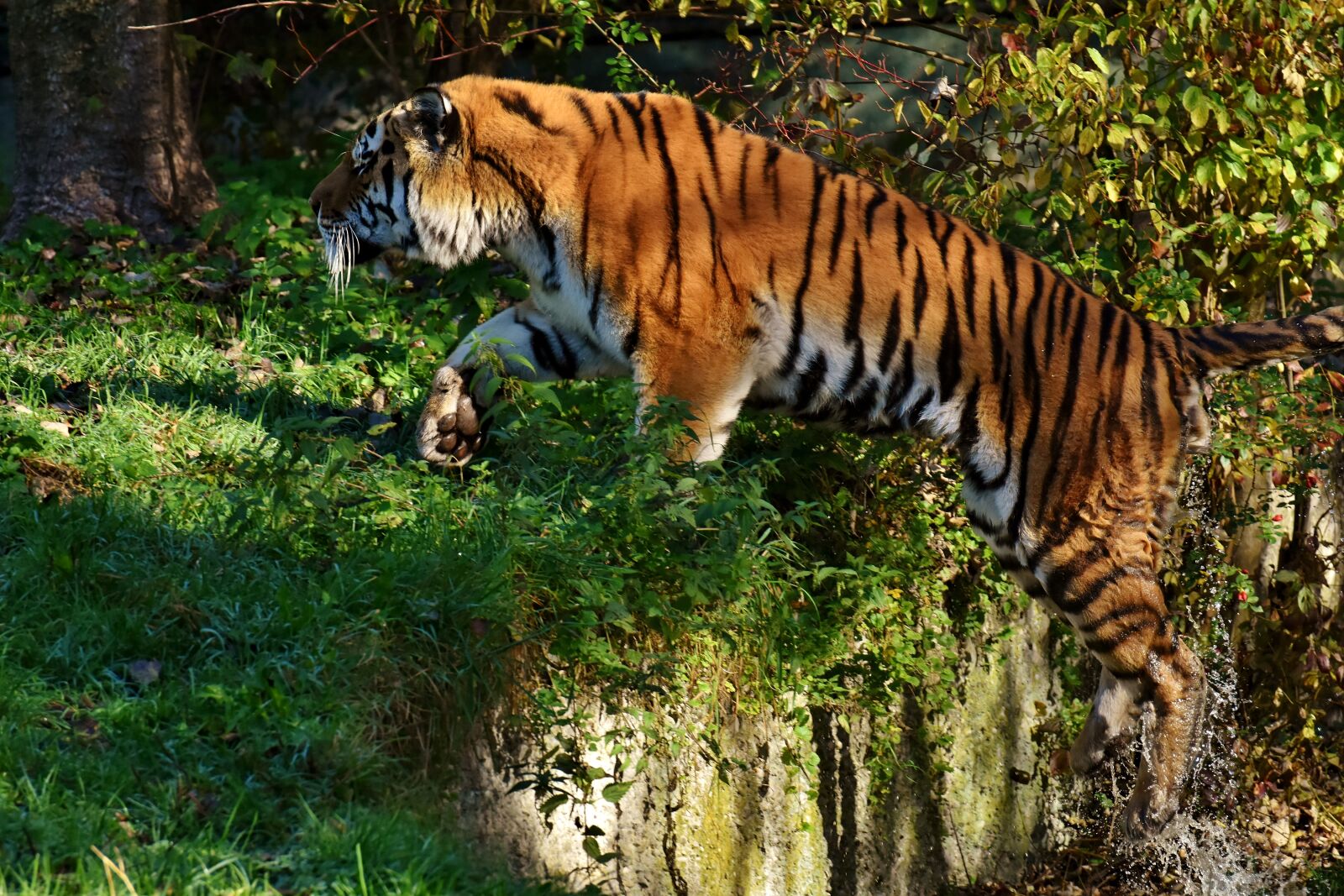 Nikon D7200 sample photo. Tiger, predator, jump photography