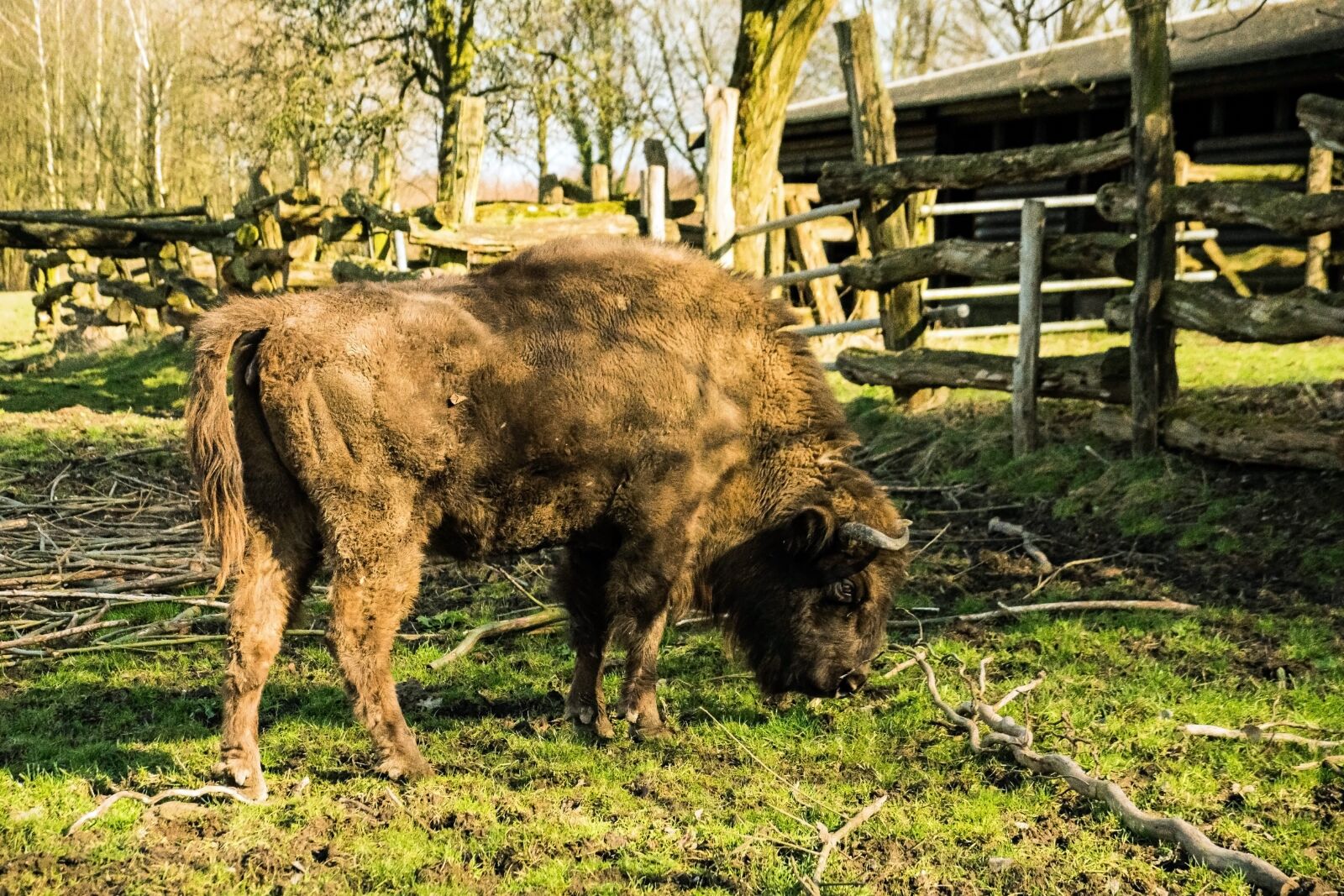 Sony DT 18-135mm F3.5-5.6 SAM sample photo. Bison, neandertal, germany photography