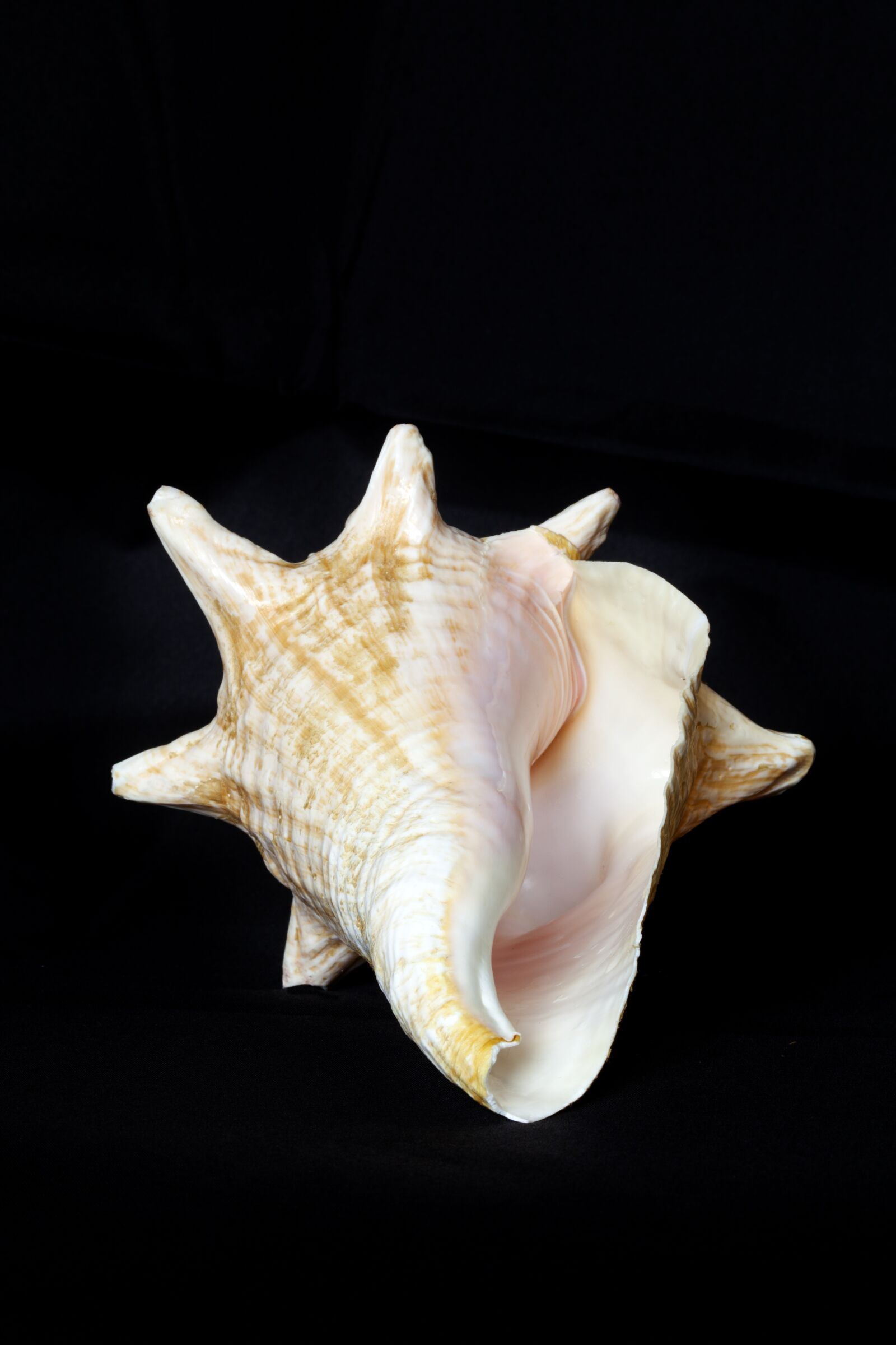 Canon EOS 5D Mark II sample photo. Shell, sea, underwater world photography