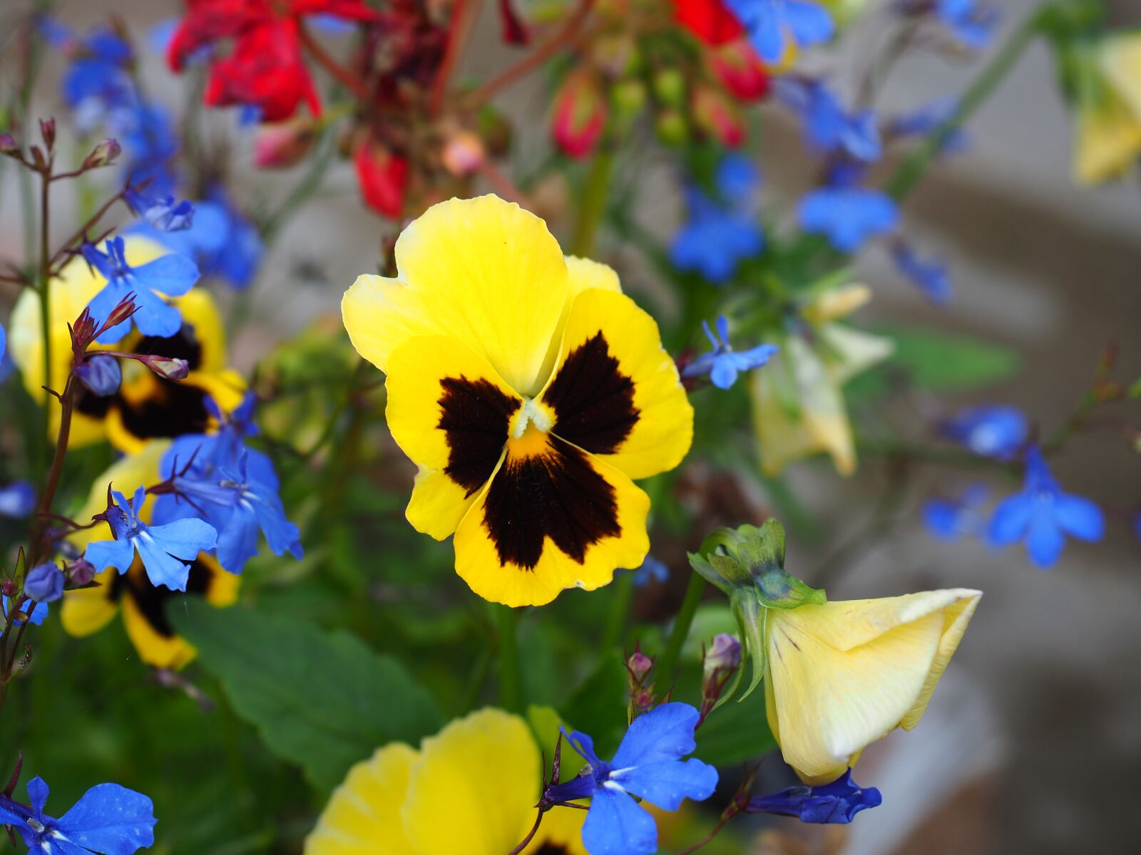 Olympus OM-D E-M5 II + Olympus M.Zuiko Digital ED 12-40mm F2.8 Pro sample photo. Pansy, flower, garden photography
