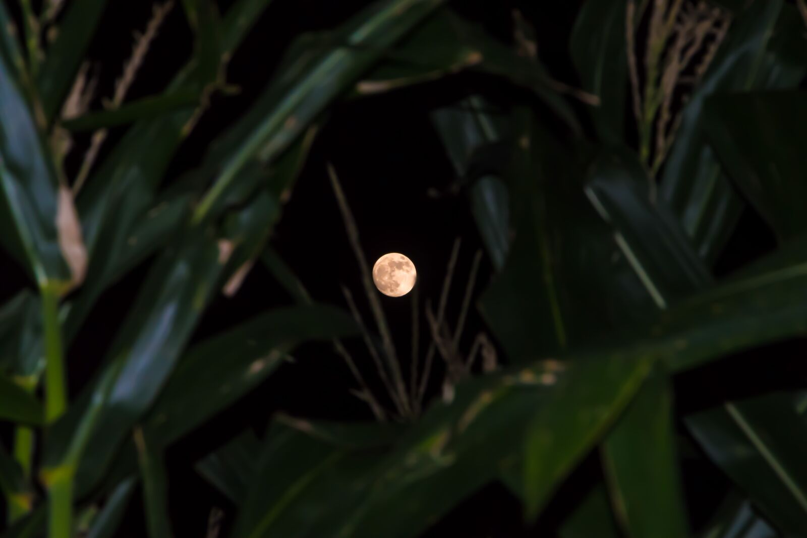 Tamron AF 28-300mm F3.5-6.3 XR Di LD Aspherical (IF) Macro sample photo. Moon, corn, leaves photography