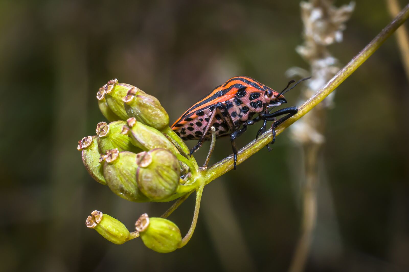 Canon EOS 70D + Canon EF 50mm F1.8 II sample photo. Bug, insect, nature photography