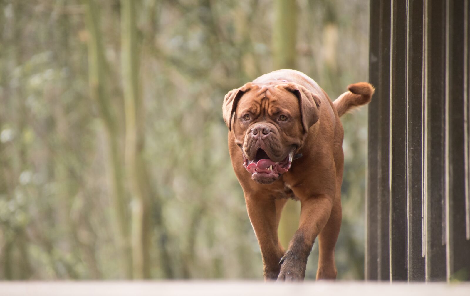 Nikon D5600 sample photo. Dog, bordeaux mastiff, animal photography