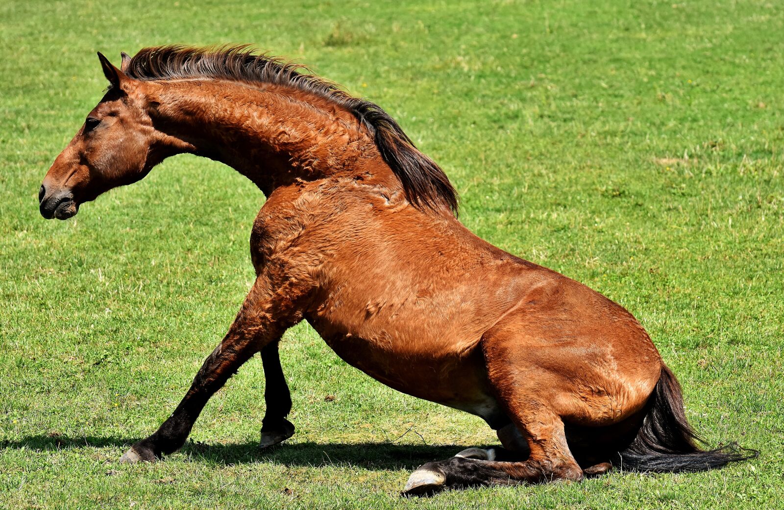 Nikon D7200 sample photo. Horse, coupling, meadow photography