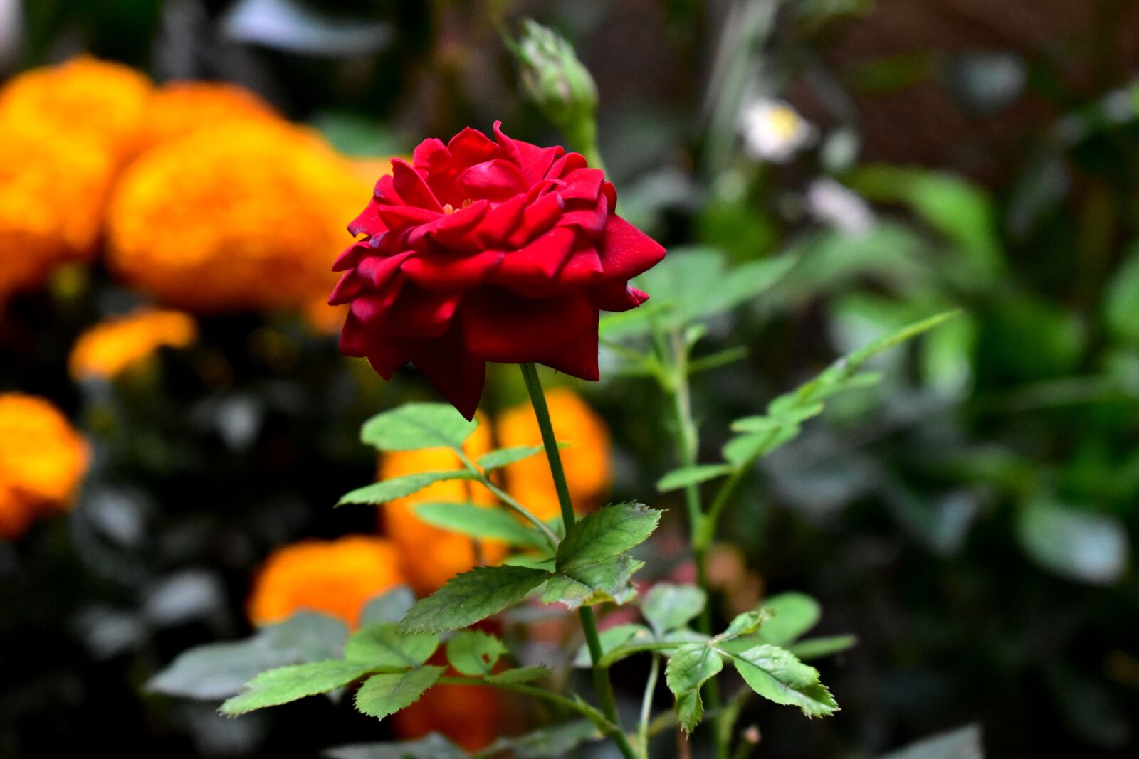 Nikon D5600 sample photo. Rosa, red, flower photography
