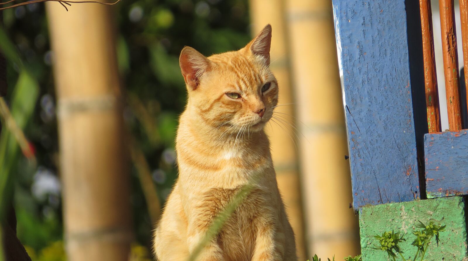 Canon PowerShot SX50 HS sample photo. Fauna, domestic animal, cat photography
