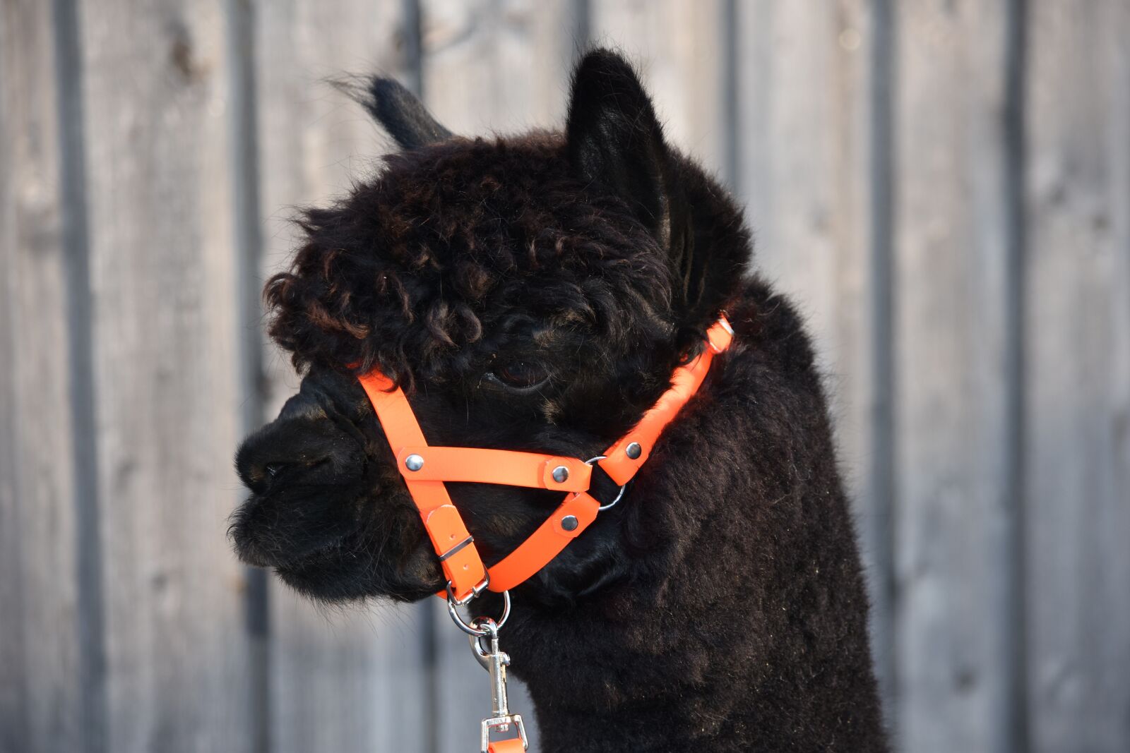 Nikon D7200 sample photo. Alpaca, alpacas on the photography