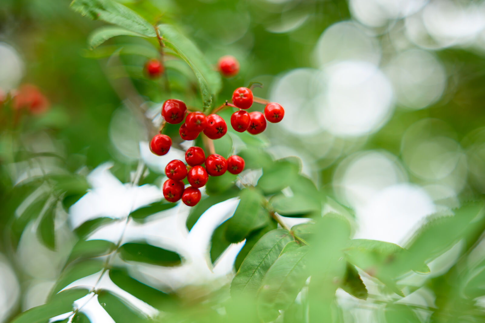 Nikon Z8 sample photo. Seasonal bokeh photography