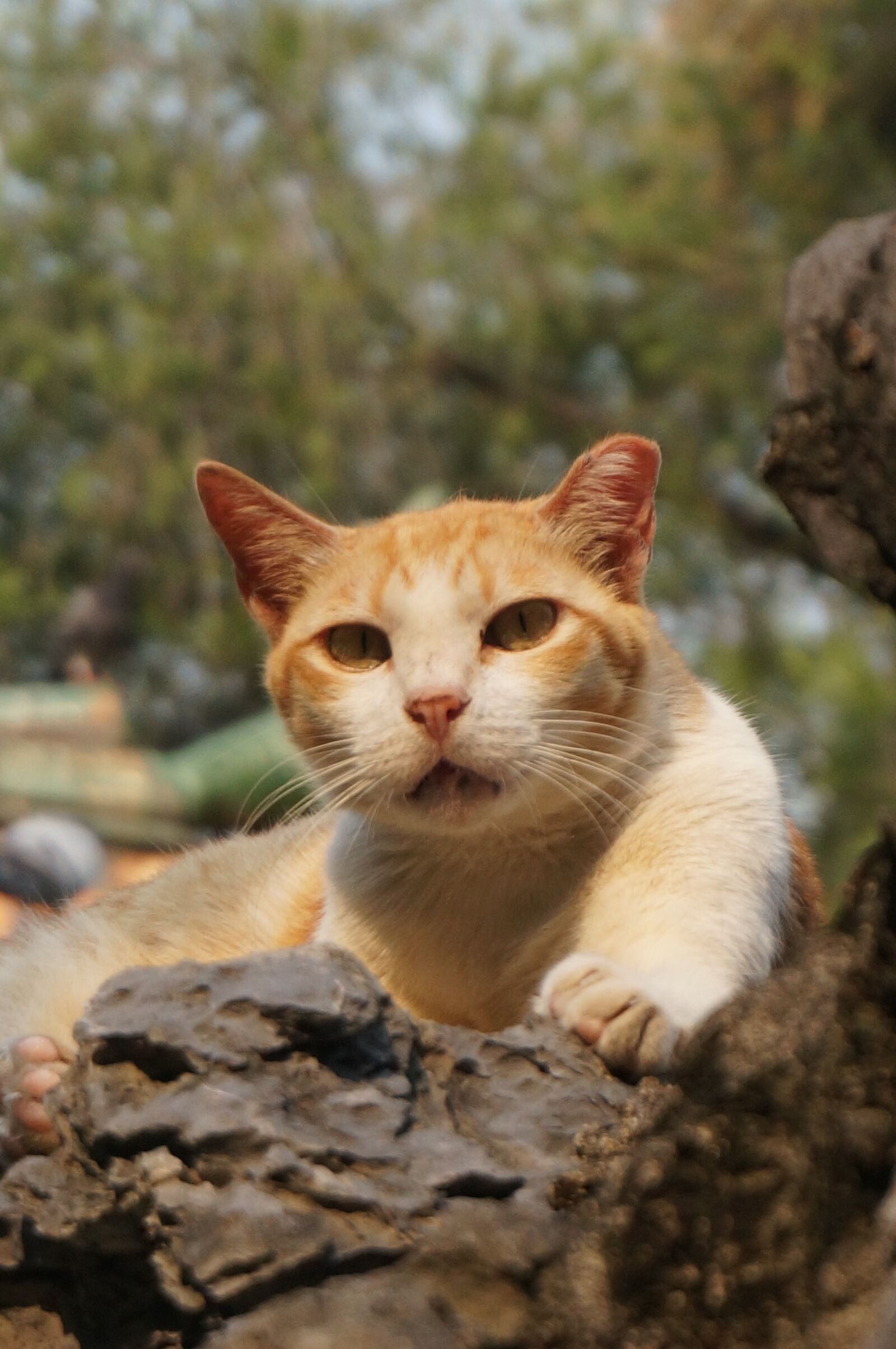 Sony Alpha NEX-5T sample photo. Cats, animals, ching kong photography