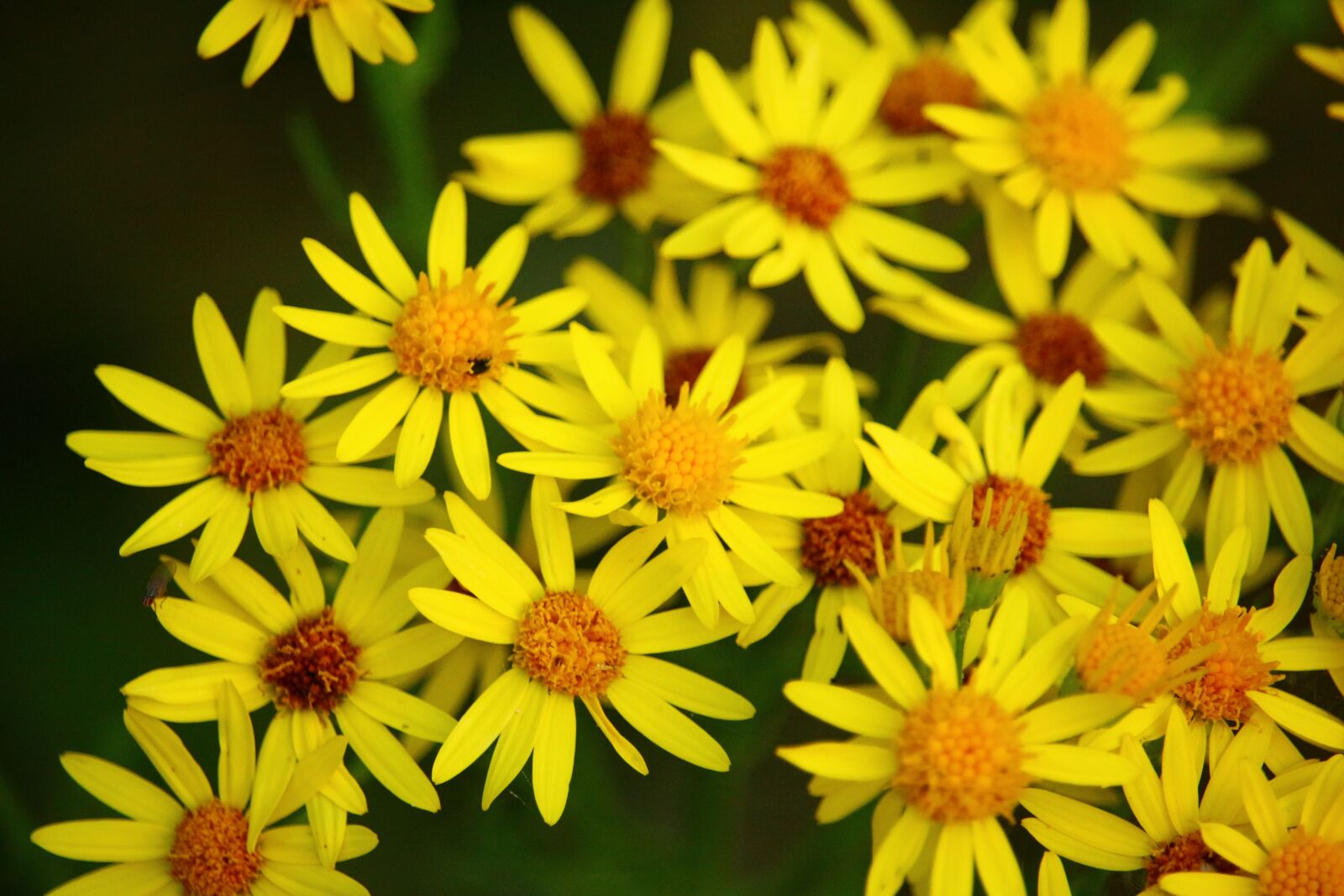 Canon EOS 100D (EOS Rebel SL1 / EOS Kiss X7) sample photo. Flower, blooms ragweed, jacob photography