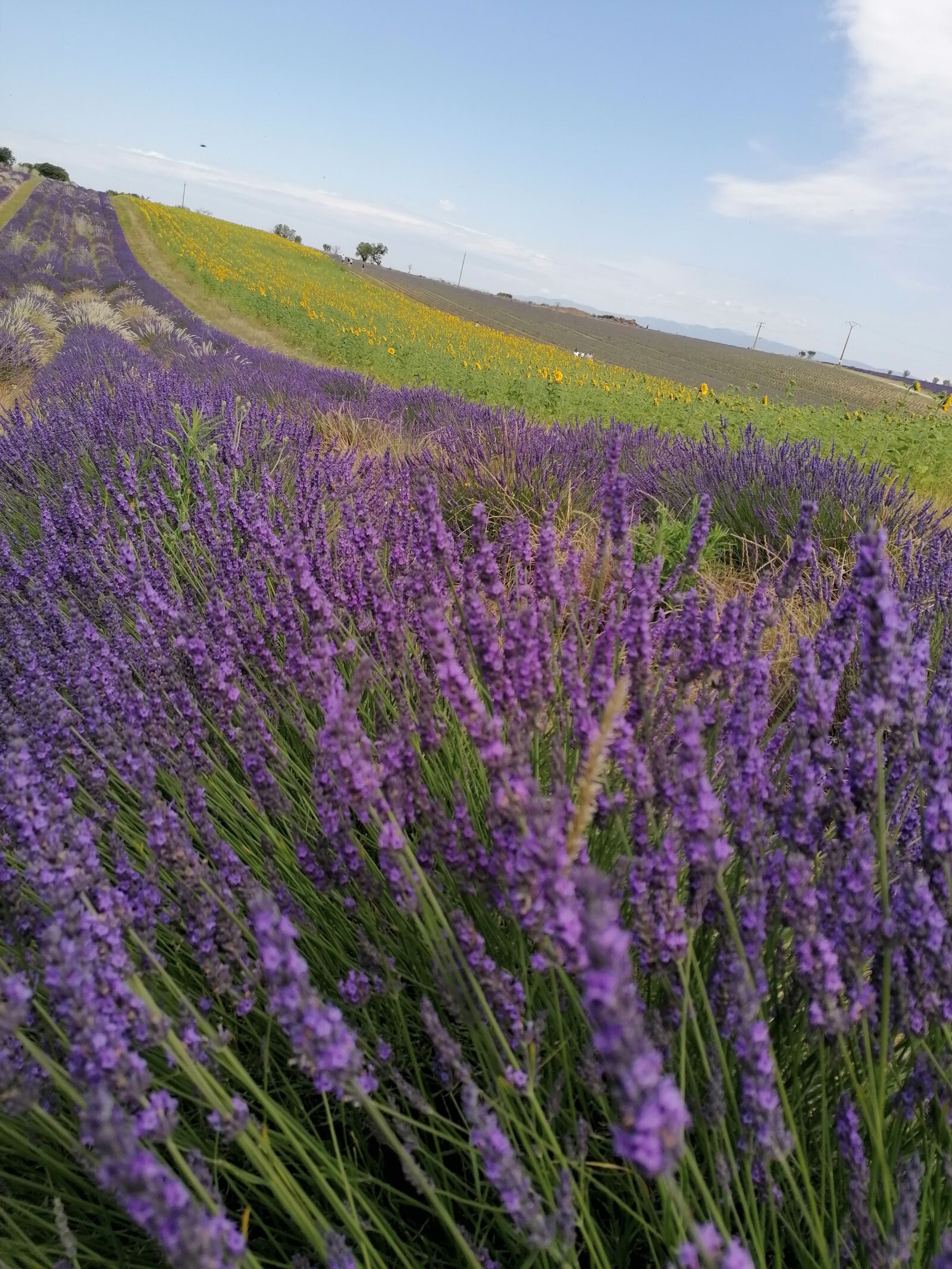 HUAWEI P30 LITE sample photo. Lavander, lavander field, french photography
