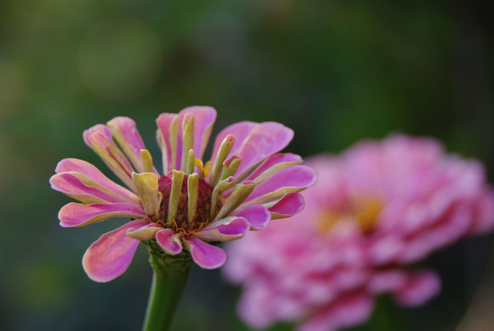 Pentax K20D sample photo. Flower, zinie, pink photography