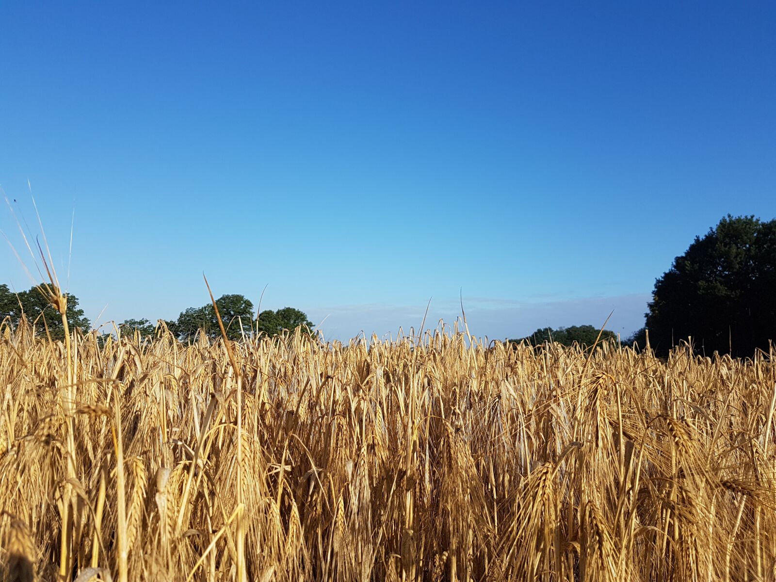 Samsung Galaxy S7 sample photo. Summer, harvest, sky photography