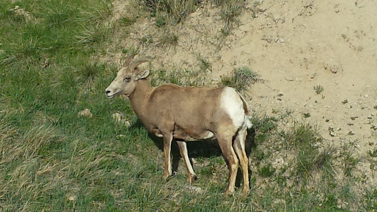 Samsung Galaxy S4 sample photo. Mountain goat, goat, mammal photography