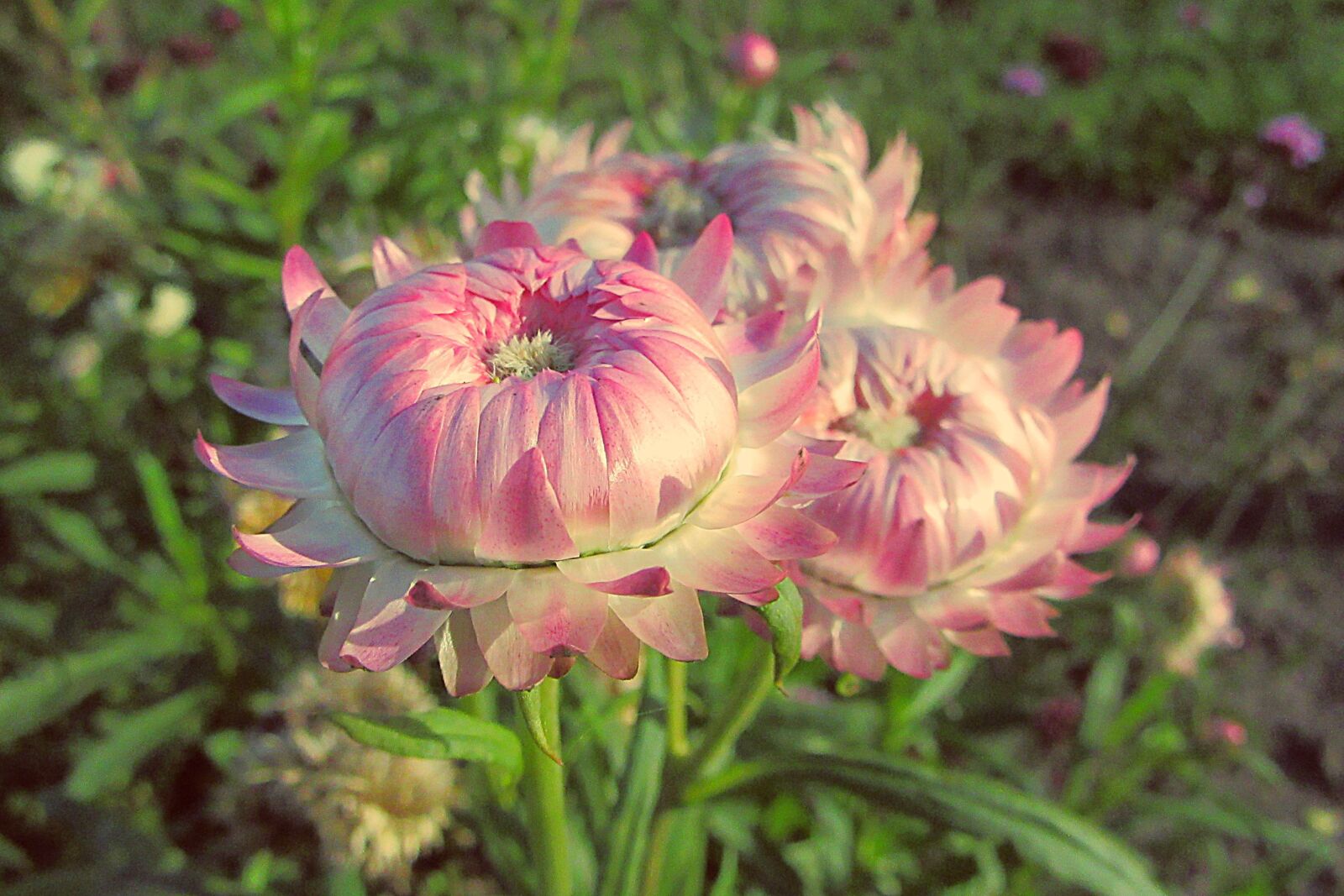 Canon PowerShot SX610 HS sample photo. Dry flower, flower, pink photography