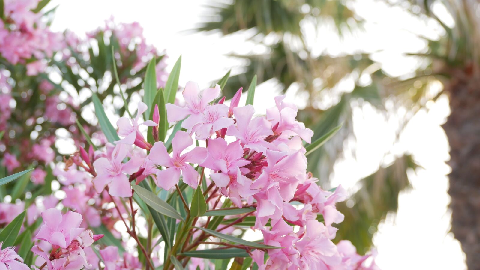 Panasonic Lumix DMC-GX85 (Lumix DMC-GX80 / Lumix DMC-GX7 Mark II) sample photo. Blossom, bloom, bloom photography