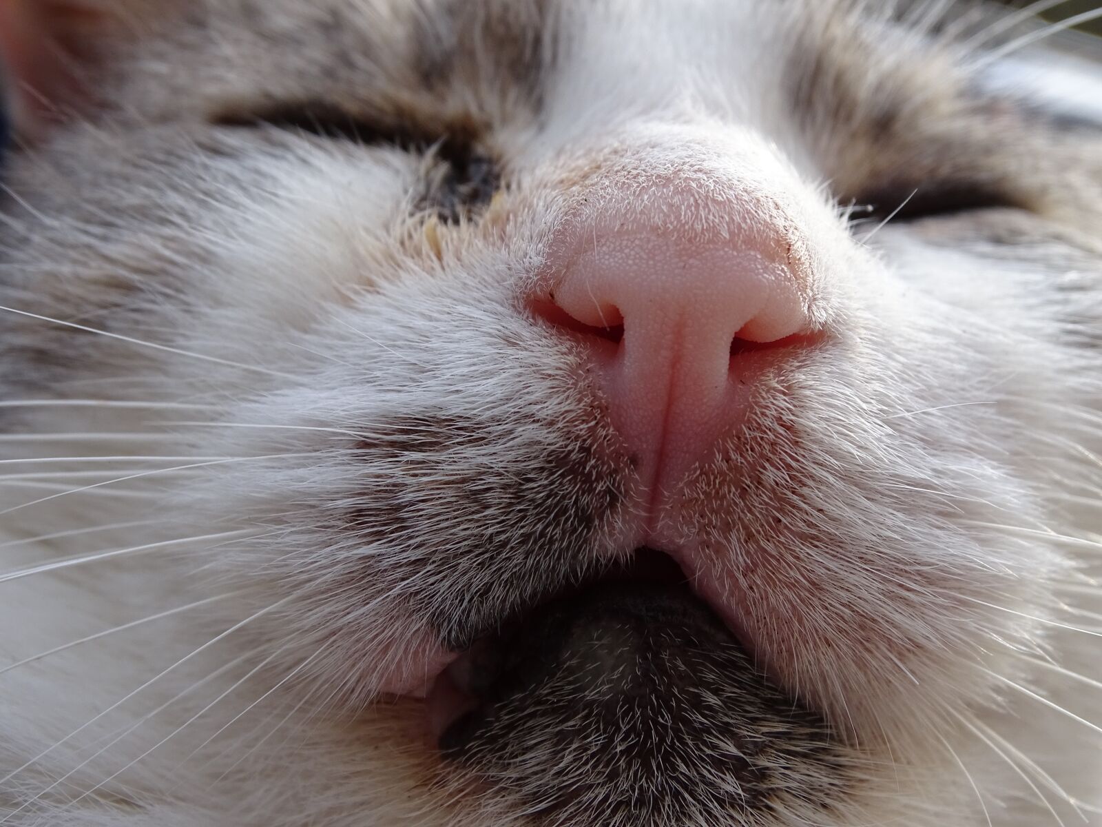 Sony Cyber-shot DSC-HX400V sample photo. Cat, mammal, animal photography