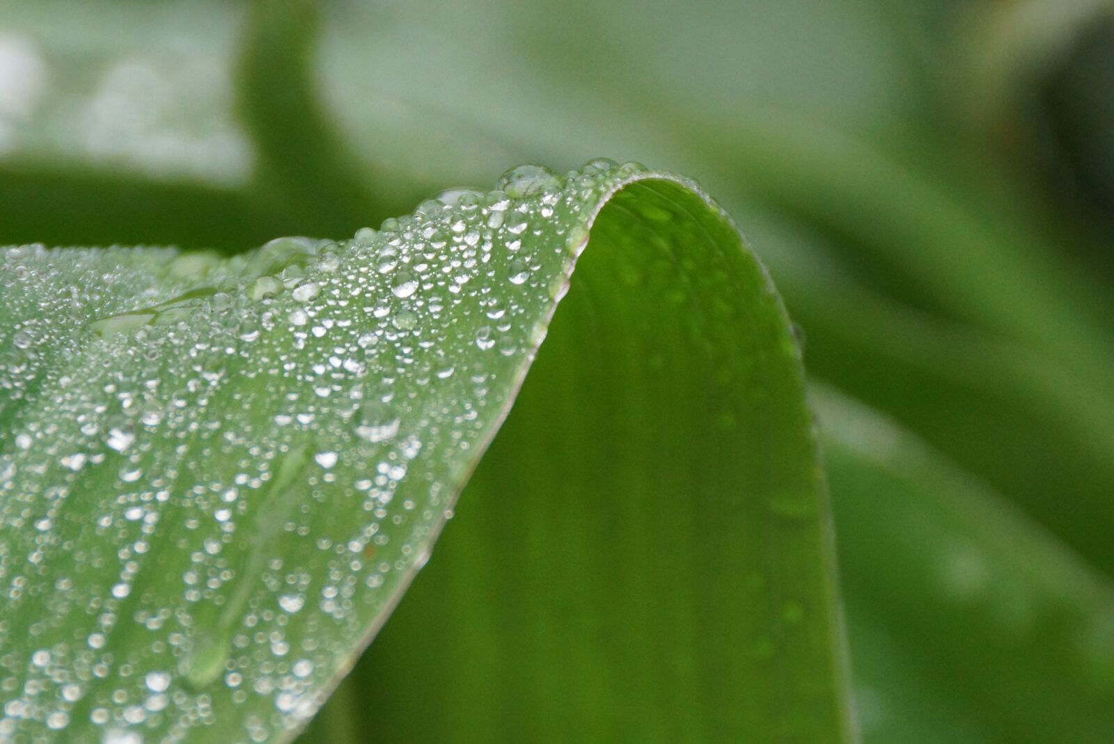 Sony SLT-A77 + Sony DT 18-250mm F3.5-6.3 sample photo. Leaf, water, droplets photography