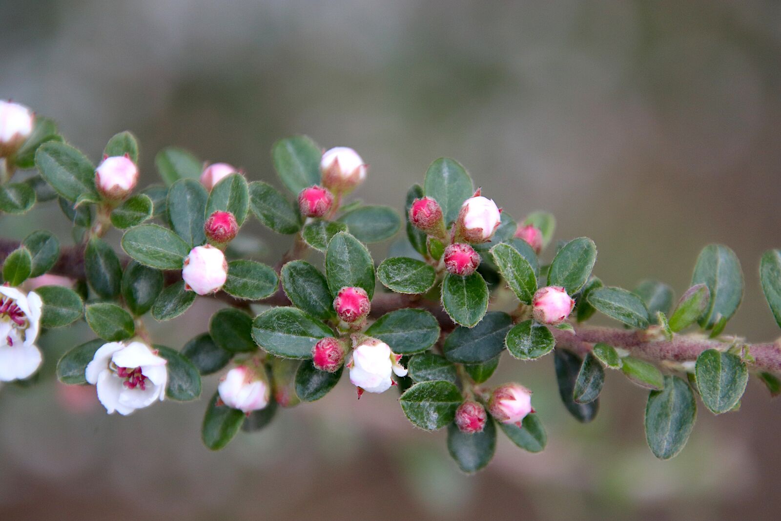 Canon EOS 800D (EOS Rebel T7i / EOS Kiss X9i) sample photo. Apple, flowering, spring photography