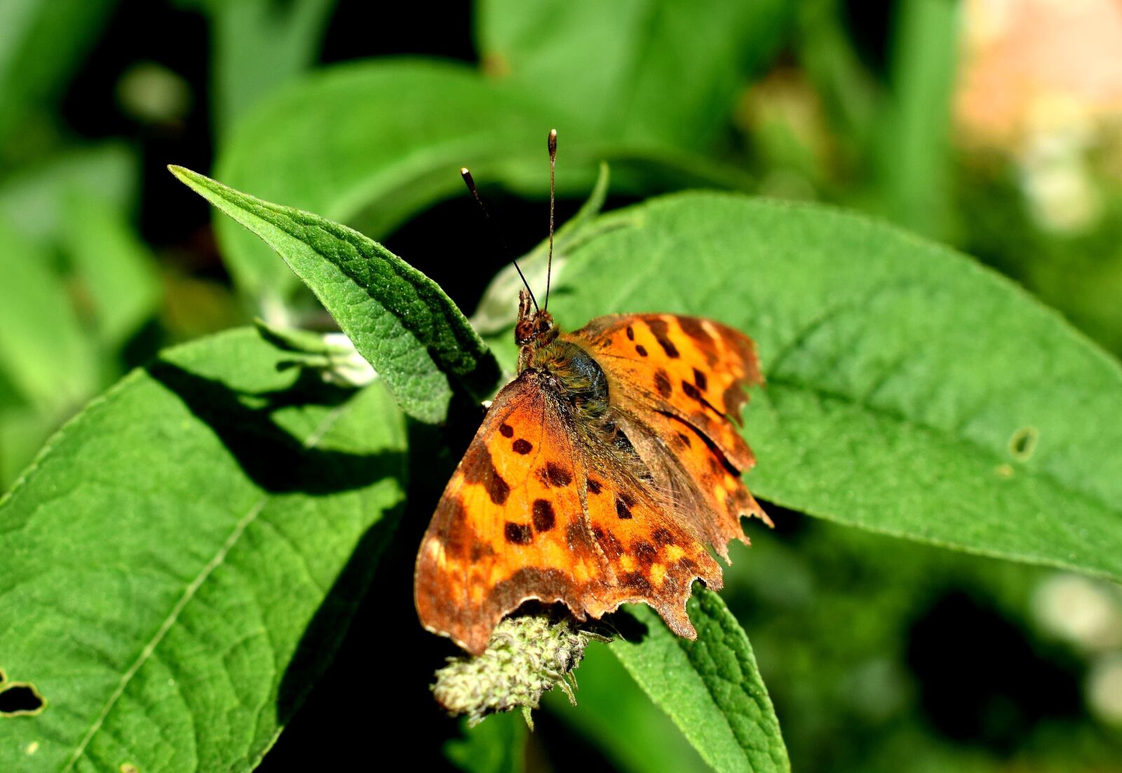 Nikon D5300 sample photo. Butterfly, c butterfly, butterflies photography