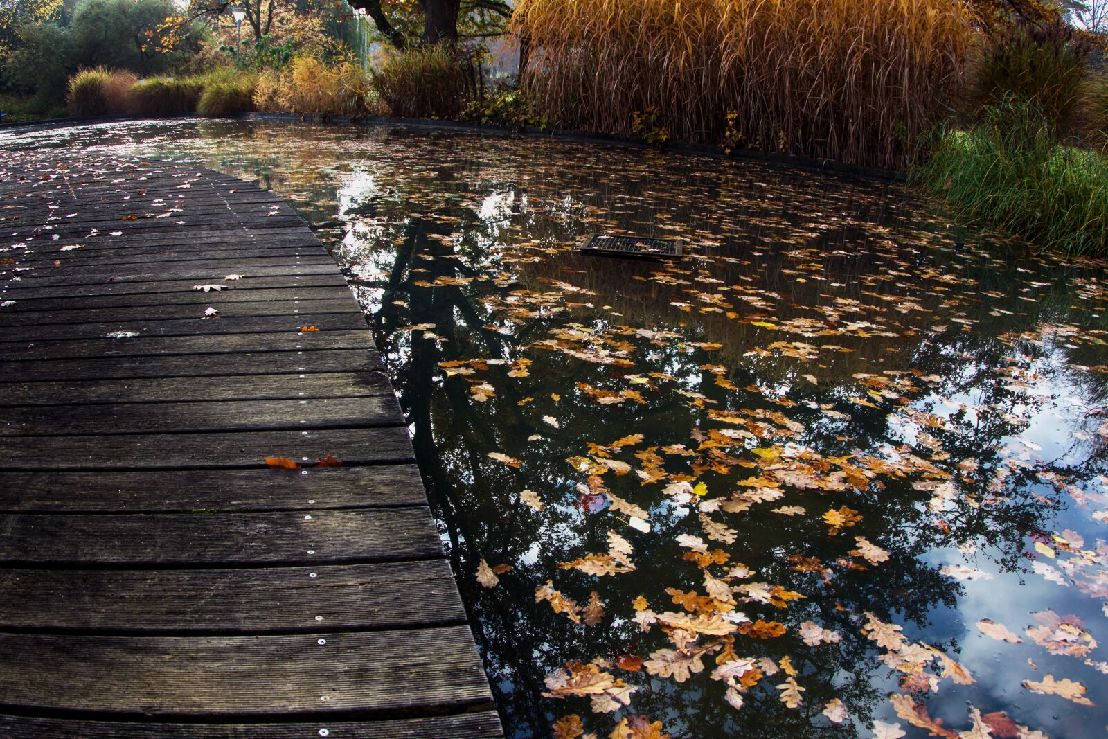 Canon EOS 600D (Rebel EOS T3i / EOS Kiss X5) sample photo. Autumn, water, leaves photography