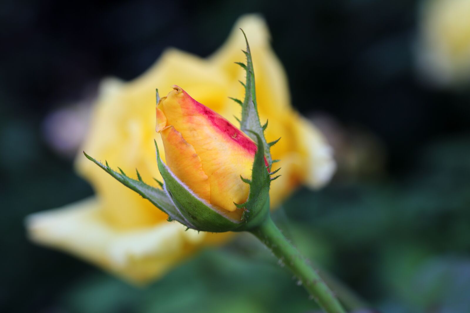 Canon EOS 6D Mark II sample photo. Rose, garden, flowers photography