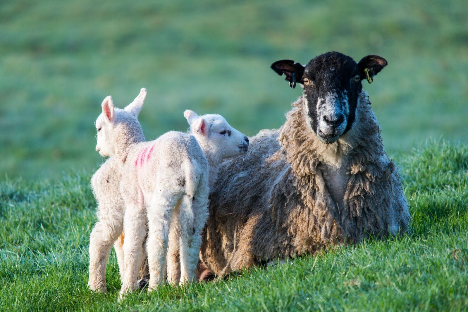 Nikon D600 sample photo. Sheep, lambs, ewe photography