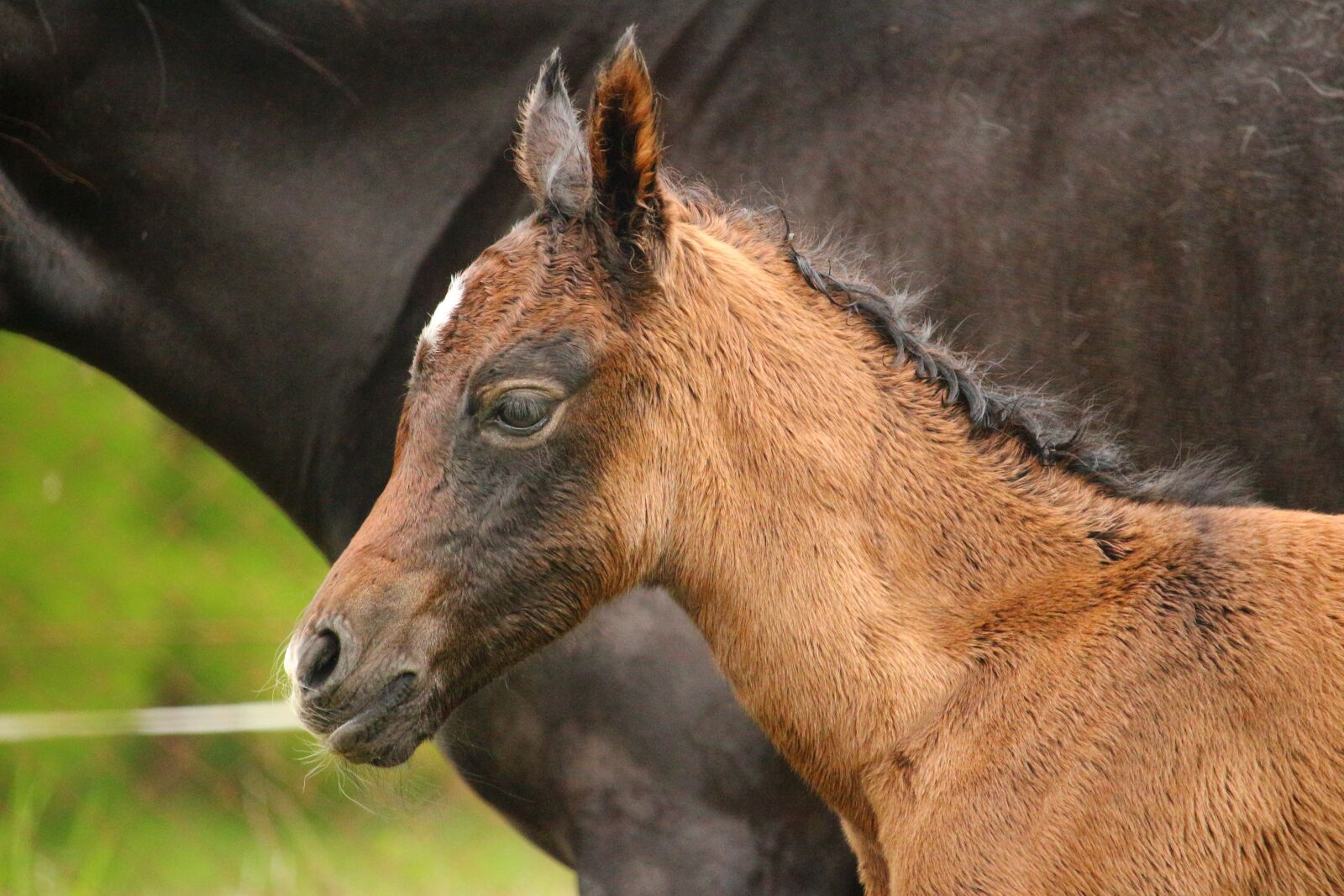 Canon EOS 100D (EOS Rebel SL1 / EOS Kiss X7) sample photo. Horse, foal, suckling photography