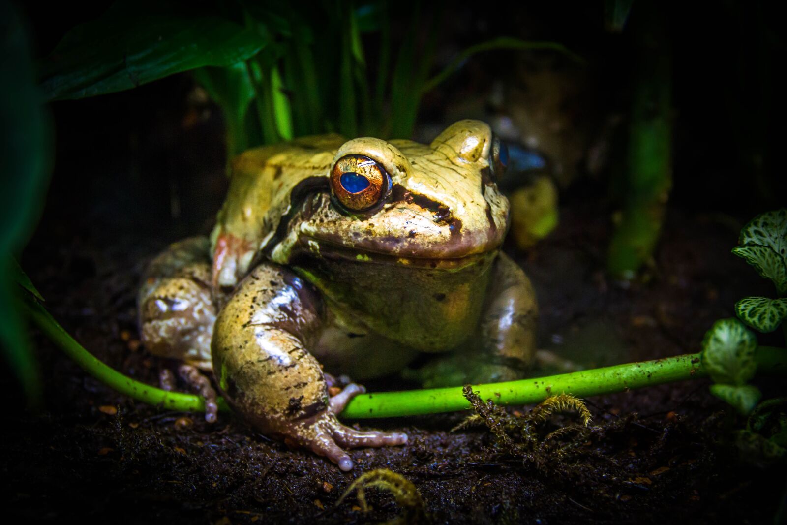 Canon EOS 60D sample photo. Frogs, animal, amphibian photography
