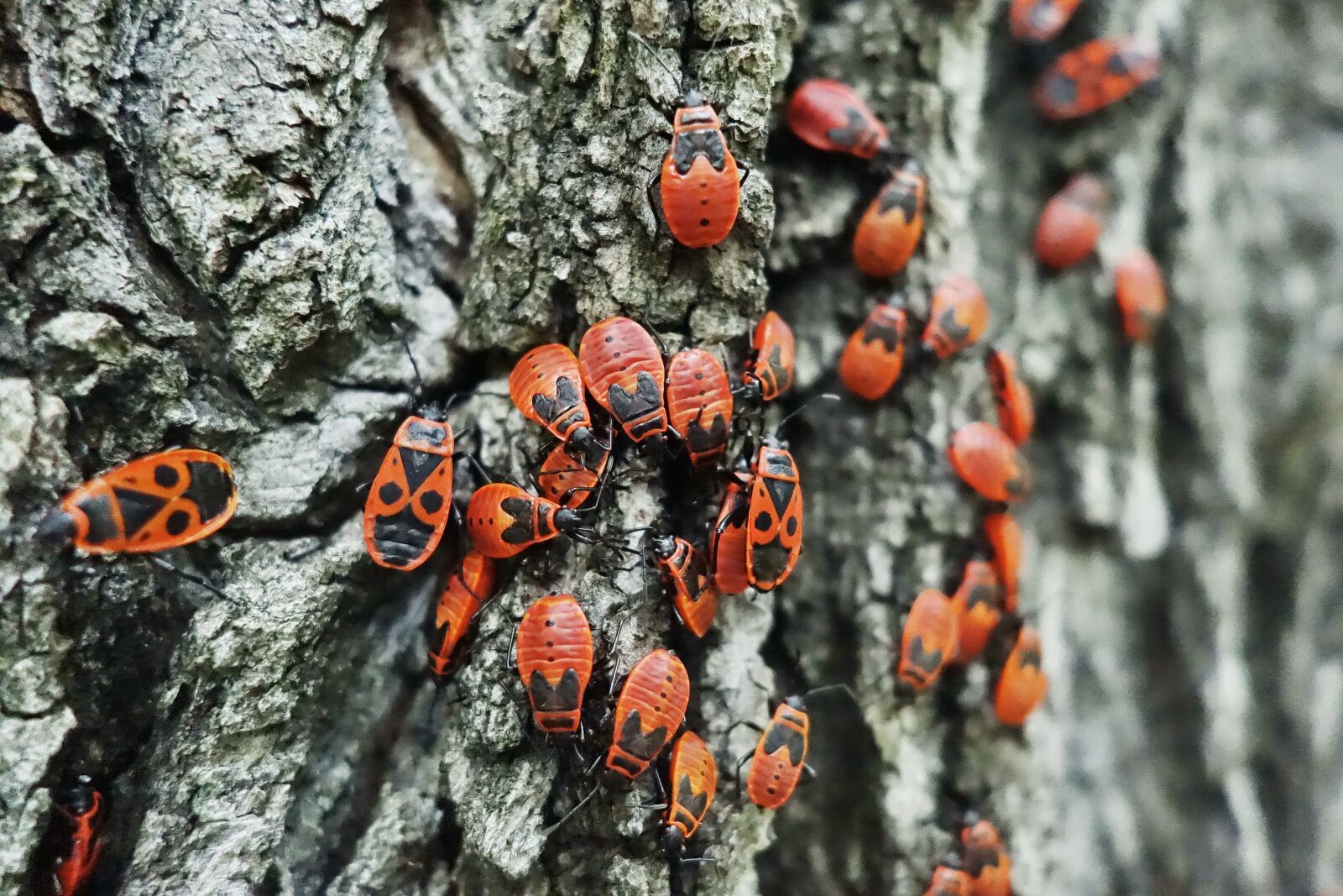 Sony Cyber-shot DSC-RX100 II sample photo. Bugs, fire bug, beetle photography