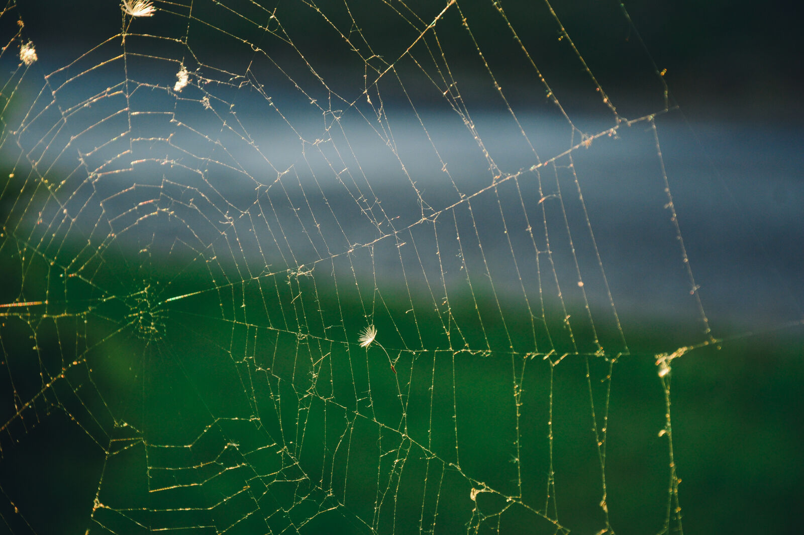 Nikon D3200 sample photo. Cobweb, spider, s, web photography