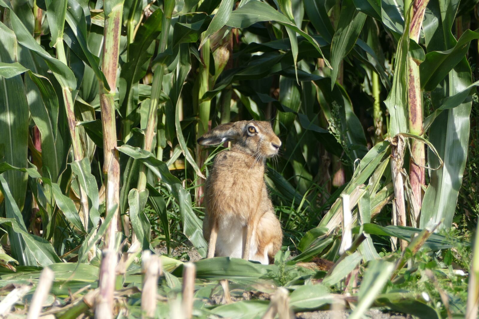 Panasonic Lumix DMC-FZ1000 sample photo. Hare, nature, mammal photography