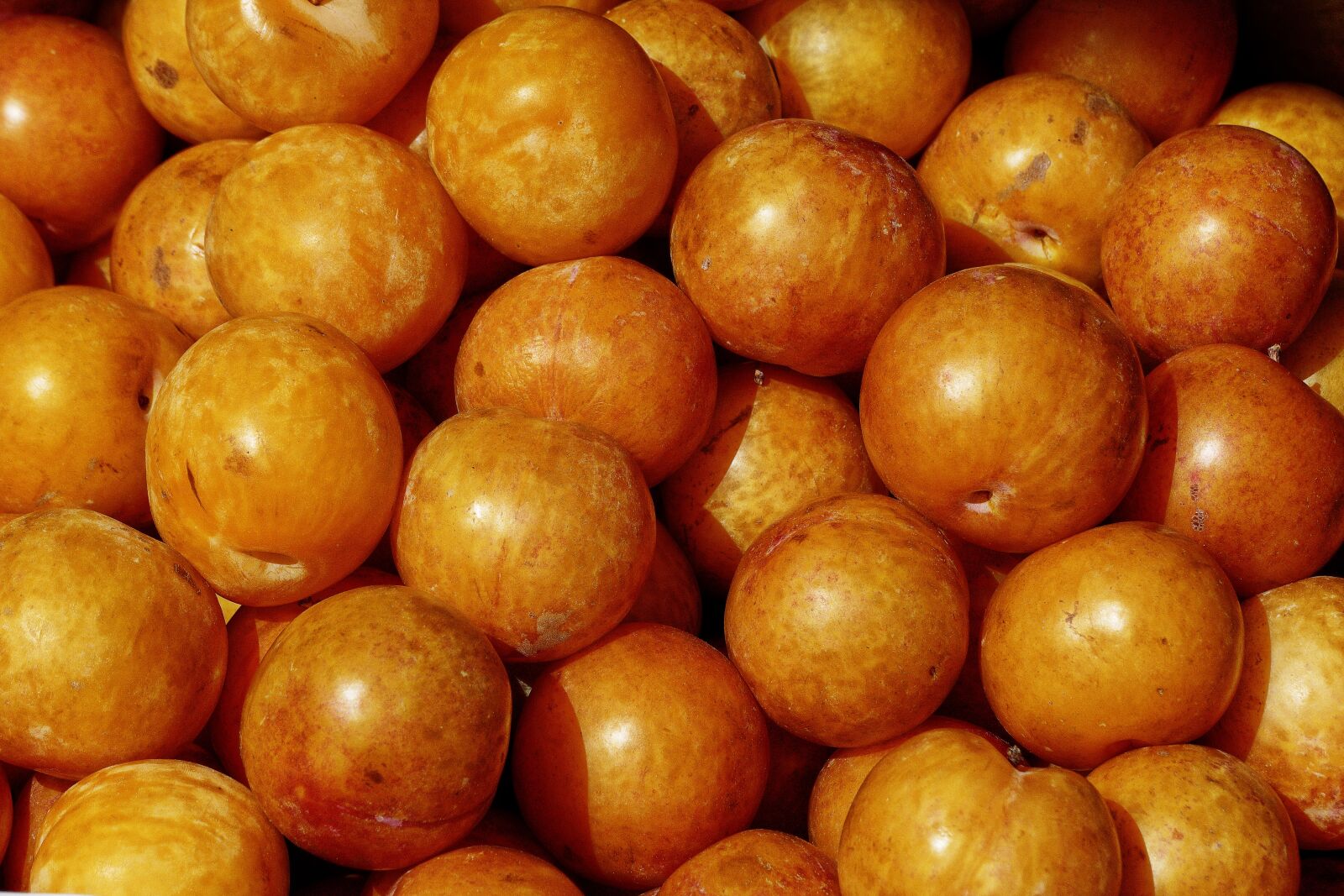 Panasonic Lumix DMC-FZ1000 sample photo. Apricot, fruit, stone fruit photography
