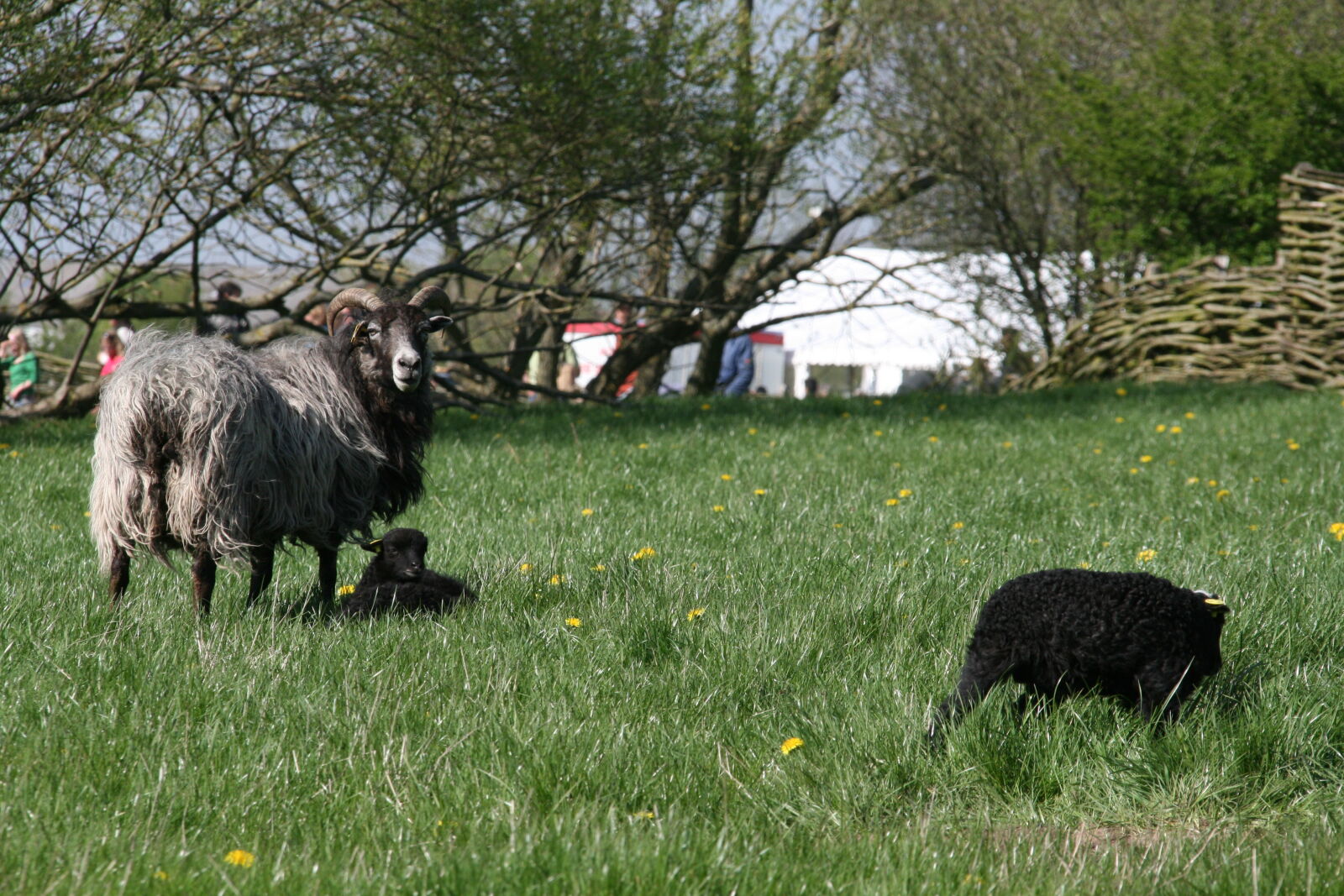 Sigma 18-200mm f/3.5-6.3 DC OS sample photo. Agriculture, animal, baby, sheep photography