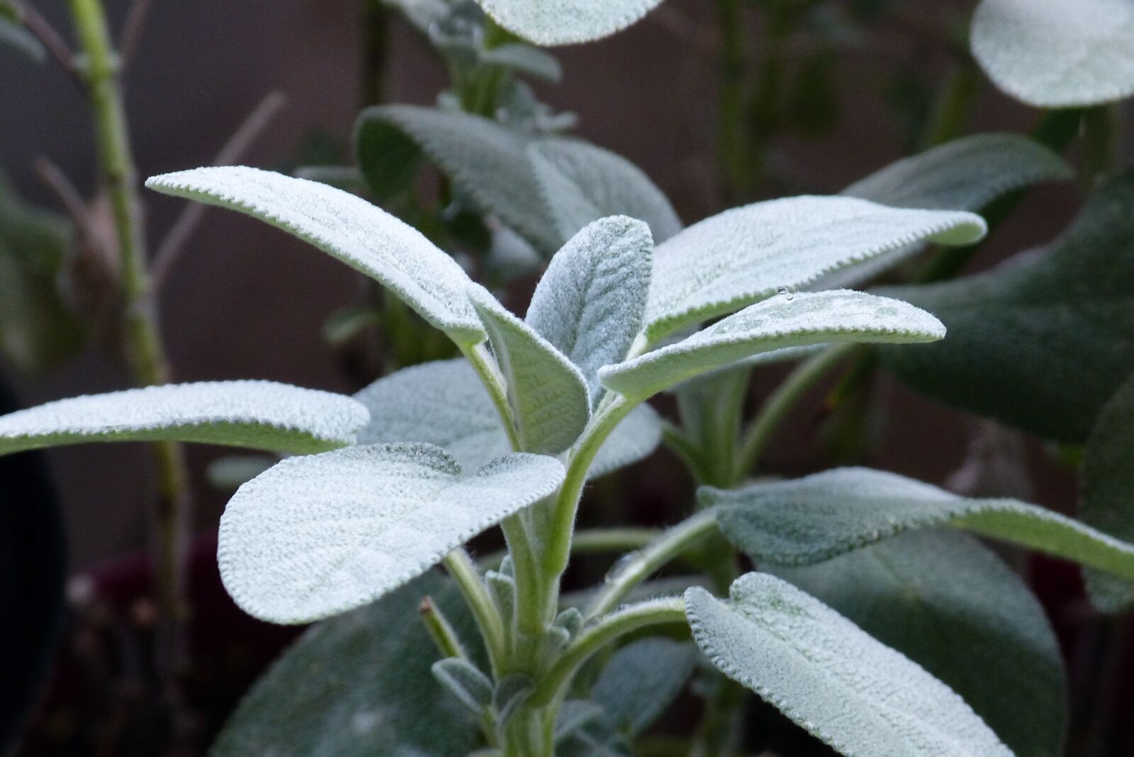 Panasonic Lumix DMC-FZ150 sample photo. Sage, herbs, plant photography