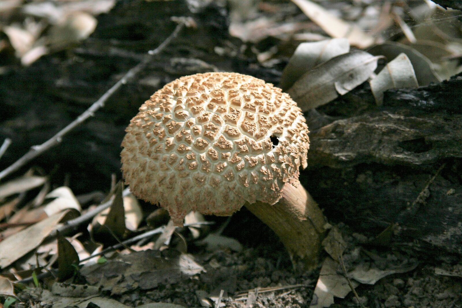 Canon EOS 400D (EOS Digital Rebel XTi / EOS Kiss Digital X) sample photo. Fungi, fungus, mushroom photography