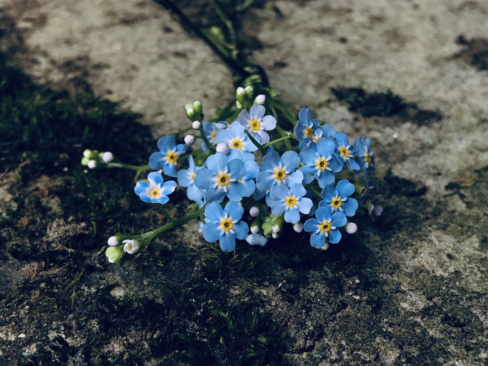 iPhone 7 back camera 3.99mm f/1.8 sample photo. Flower, bouquet, blue photography