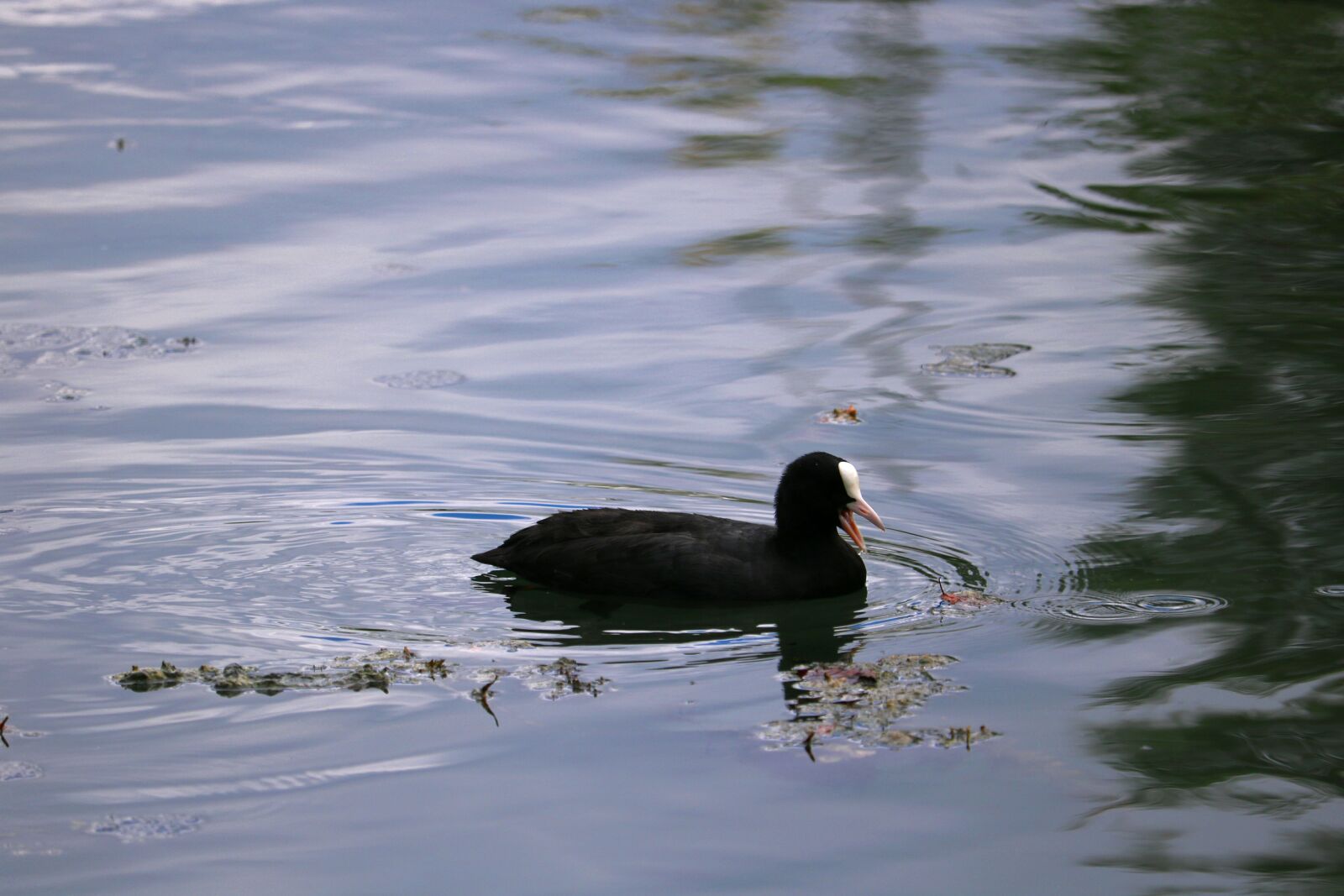 Canon EOS 750D (EOS Rebel T6i / EOS Kiss X8i) sample photo. Coot, water, swim photography