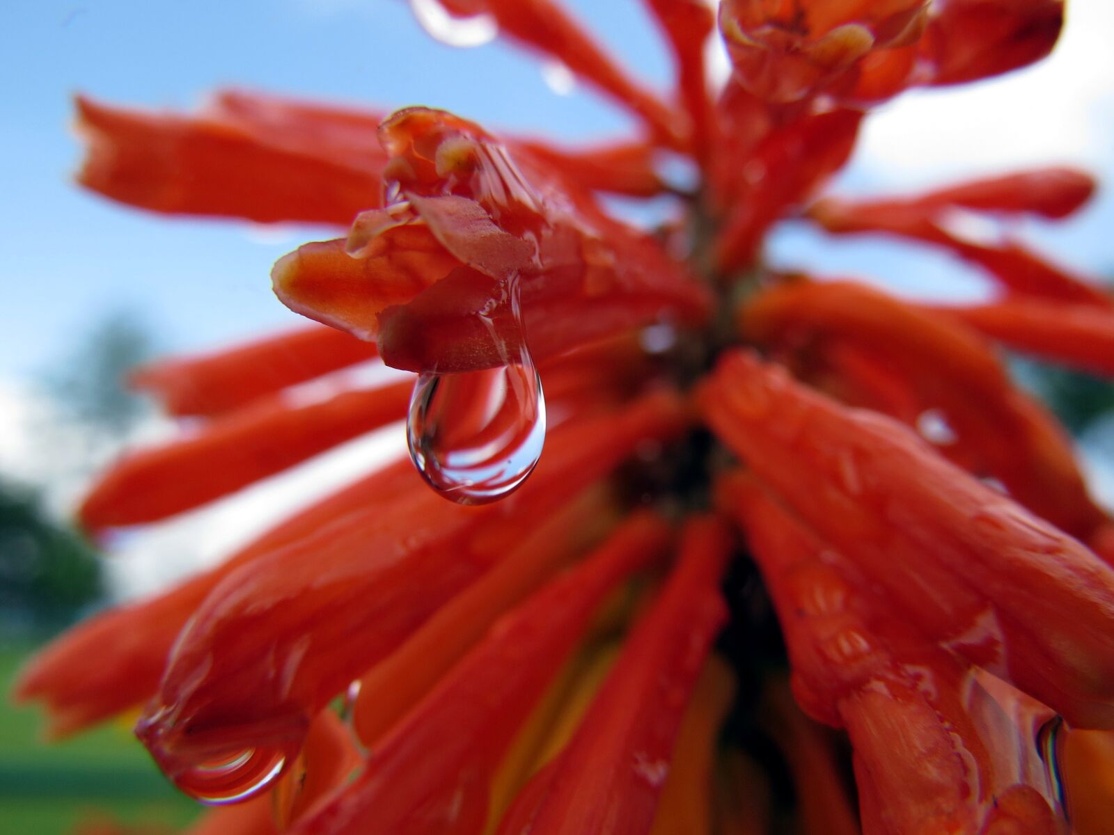 Canon PowerShot SX50 HS sample photo. Droplet, flowers, nature photography