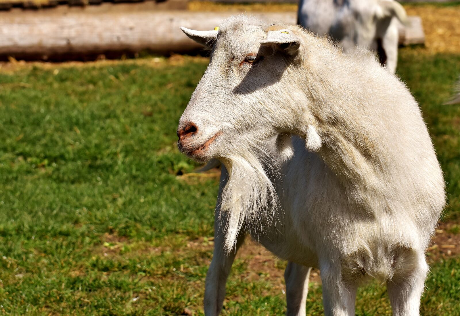 Nikon D7200 sample photo. Billy goat, goats, animal photography